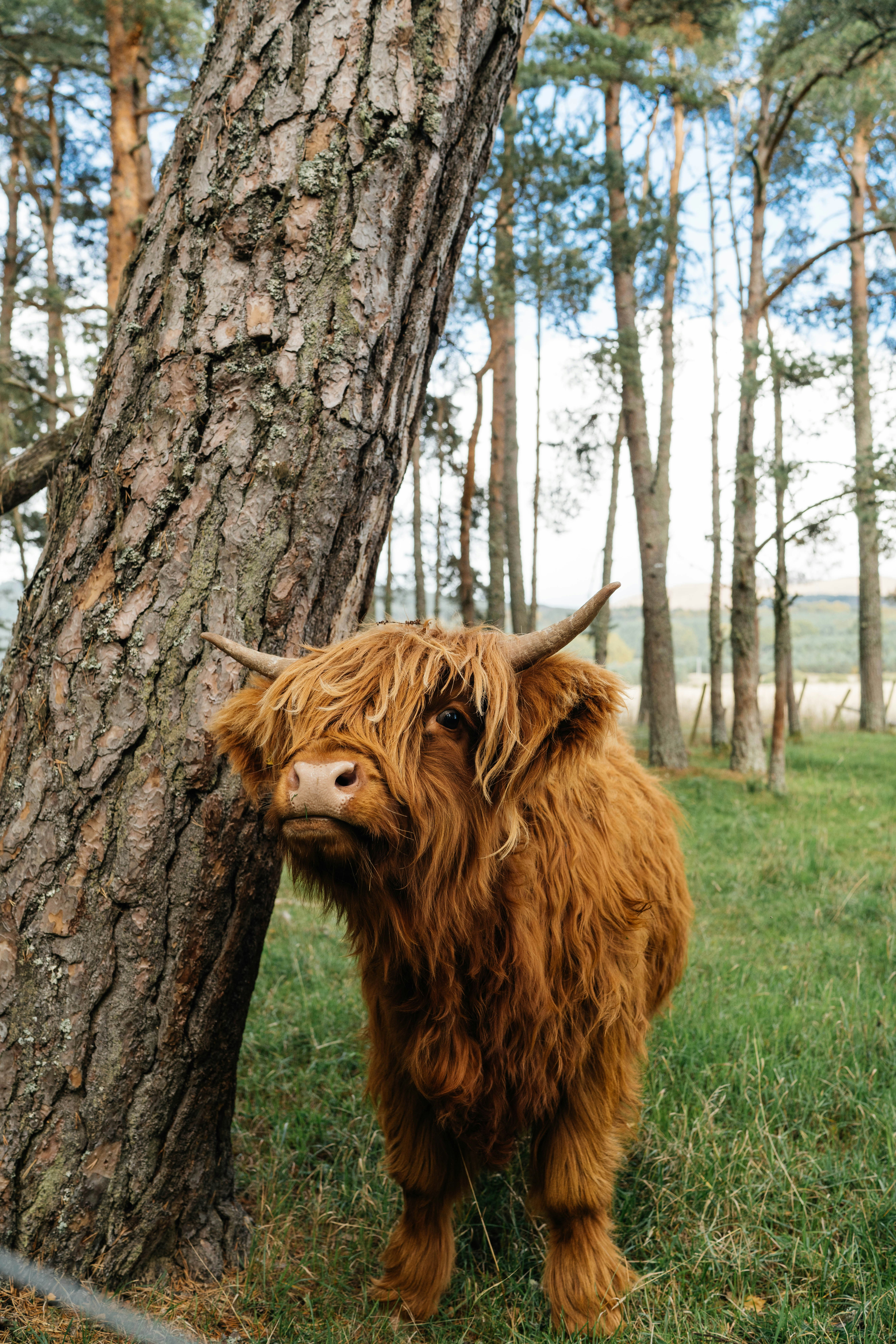 Cow